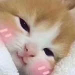 emiewi
