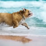 bulldogair