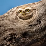especiesdelmundo