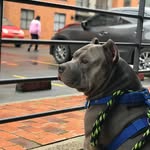 chichosthebully