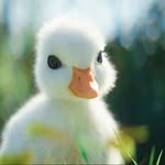 ducks_fantastic
