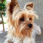 yorkie_express
