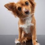 funny.dogs.reels