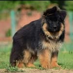 dog_jaipur