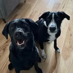 pethealth_withmakayla
