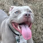 rockythepitbull2024