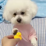 doggopawlove