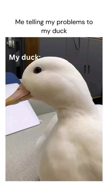 ✌️video by @lobohigh_ ✌️You won't believe what this duck did