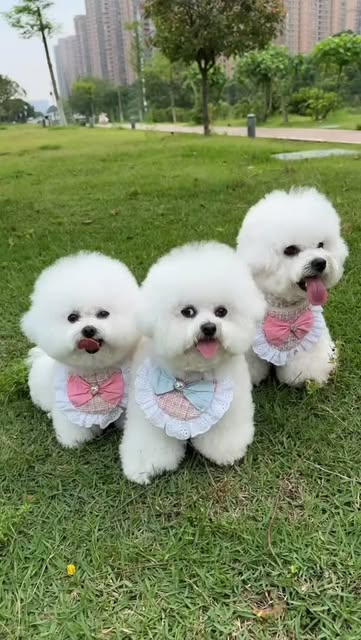 Sweet and cute dogs 🐶🐶🐶
Drop a comment about this photo/r