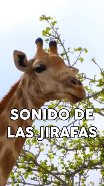 ¿Qué sonido hacen las jirafas? 🦒
#animal #animales #anima
