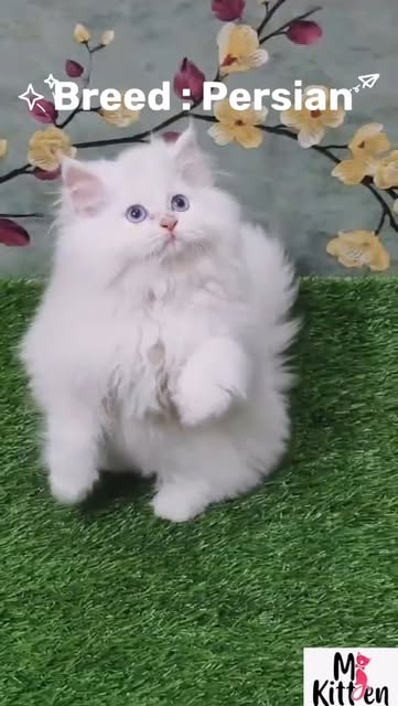 ✨ A Vision in White! This adorable blue-eyed Persian kitten