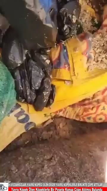 Edirne Belediyesi’ne ait hayvan barınağında çekilen ve sosya
