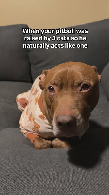 I need to know if anyone else’s dog loafs? 🍞
#pitbullmix