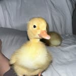 quakduo