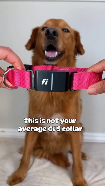 Not your average GPS dog collar, @fi.dogs is built different