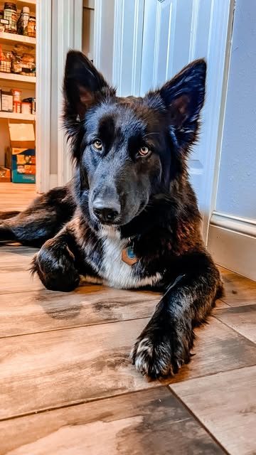 😍✨Introducing Effie✨😍
She’s a German Shepherd/Border Coll