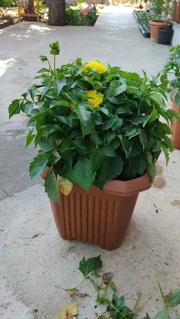 Bekım her canlı için gerekli!.Havanın dengesizliğinden fazla