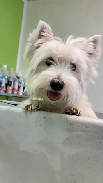 🐾Folgt uns um unsere flauschigen Nachrichten nicht zu verpa