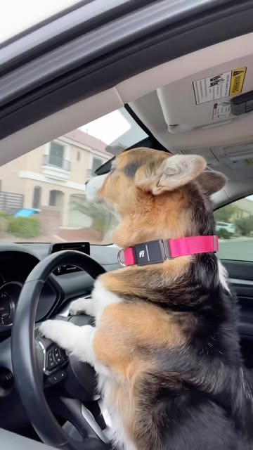 Your dog’s collar can do more.
The @fi.dogs Series 3 colla