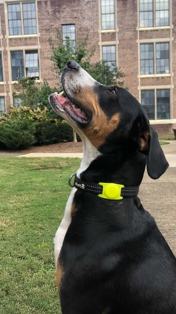 Your pet called, they want their AirTag Pet Collar case. #ai