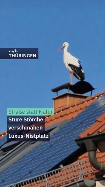 Ein Storch hat seinen eigenen Kopf. Das erleben aktuell die