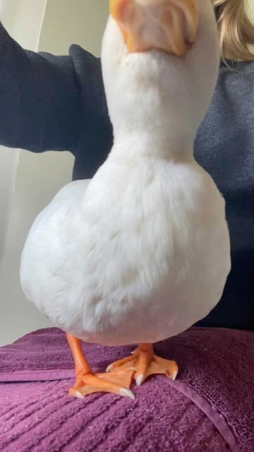Pita quacking
.
.
.
.
.
.
.
.
.
.
.
.
.
.
.
.
.
.
#duck #an