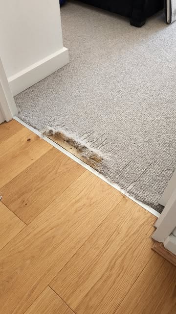 Carpet pet damage repair...
#business #businessowner #perfe