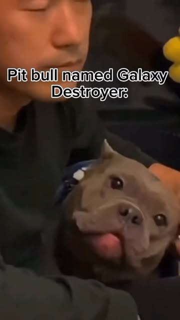 Average Pitbull named cupcake 🧁💀
#pitbull #dog #dogsofinst
