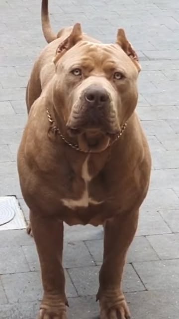 Pitbull puppy vs bigger 🔥
#americanbullypuppy
#americanbu