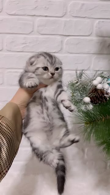 Scottish Fold Marble Silver SFS ns 22😍
You were amazing😽🤩