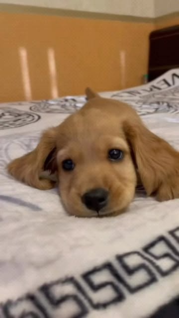 Fur-ever in love with this adorable furball! 😍🐶
,
,
,
,
,