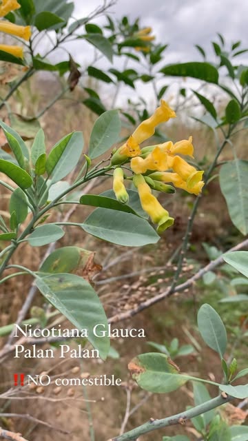 Nicotiana Glauca. Palan Palan.🍃
La viste seguro!!!!
Es prec