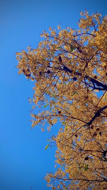 LLEGÓ EL VERANO
El Bosque deciduo que podemos ver a lo larg