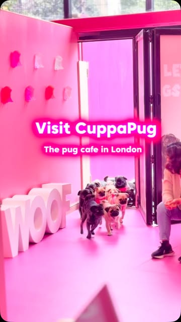 Get Ready for an Unforgettable Summer at CuppaPug!
Join us