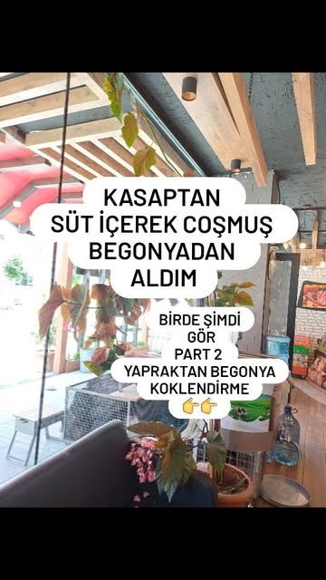 Kasaptan Aldığım Çilli Begonyanın Son Hali💚
Daha once sayfa