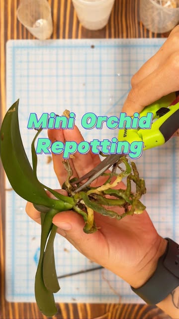I have so many orchids to repot before fall arrives!
Here’s
