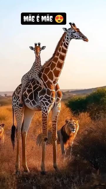 #giraffe #girafa #filhotes #maes #reels #instagram #gratidao