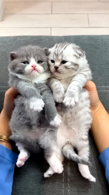 Qualities you find in our Scottish folds 😍🥰 purebred
Scot
