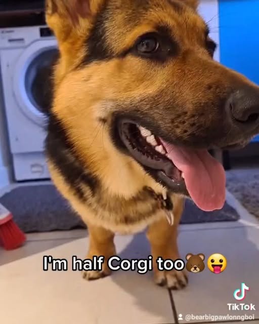 When people ask if Bear is a dwarf German Shepard 🤣🐻😛 #co
