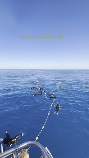 #herveybaydivecentre post