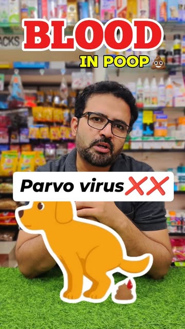 PARVO VIRUS. A DEADLY DISEASE
All you need to know. Don't fo