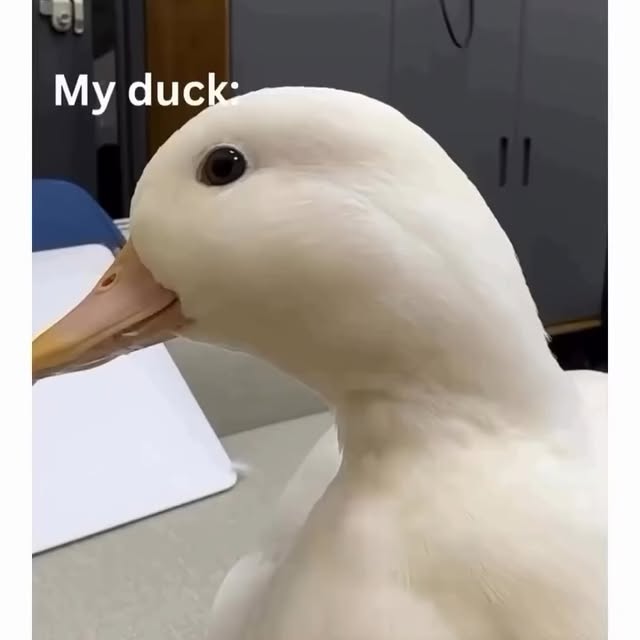 ✌️You won’t believe what this duck did! 🦆
One day, a duck