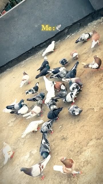Naad ekch 🕊️💕
.
.
.
.
.
.
#kabutar #satarabajigar #pune #s