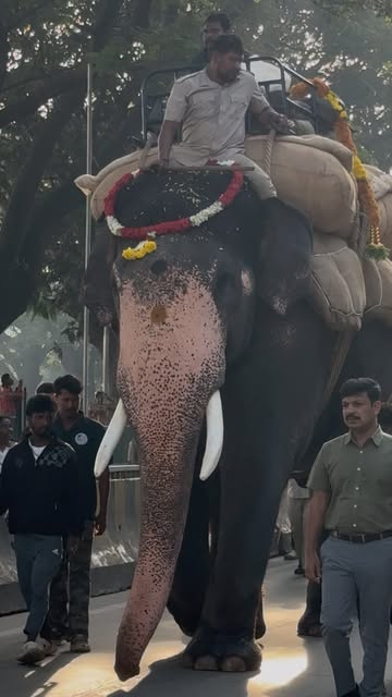 ಭೀಮ 🔥🐘
Our Bheema salutes after shouting his name.
Dasara