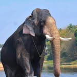 kerala_elephants