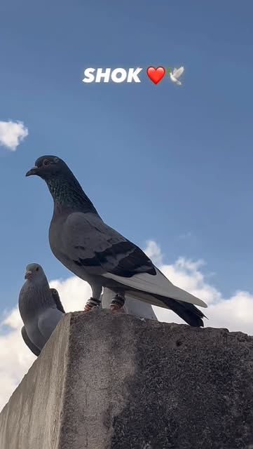 ❤️🩹🕊️
.
.
.
.
.
.
.
.
.
.
.
.
.
.
.
.
.
.
.
.
.
.
.
.