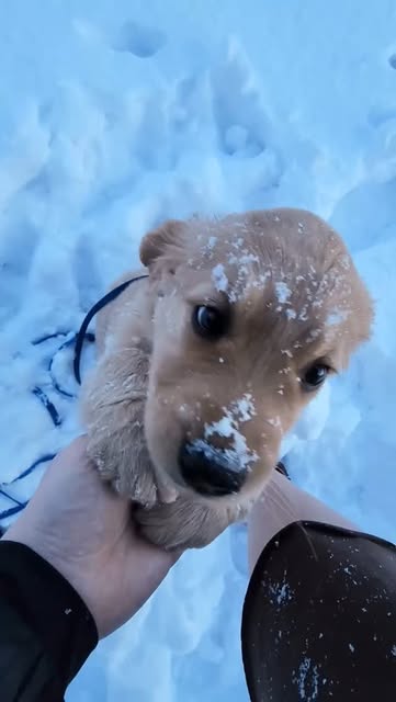 Link in bio for best dog products #dogs #cutepuppy