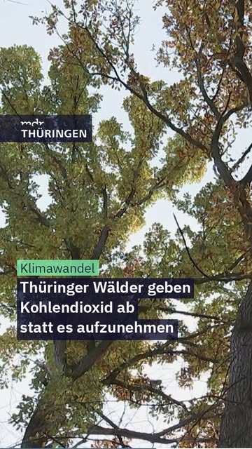 Vieles hat den Wäldern zuletzt zugesetzt. Forscherinnen und