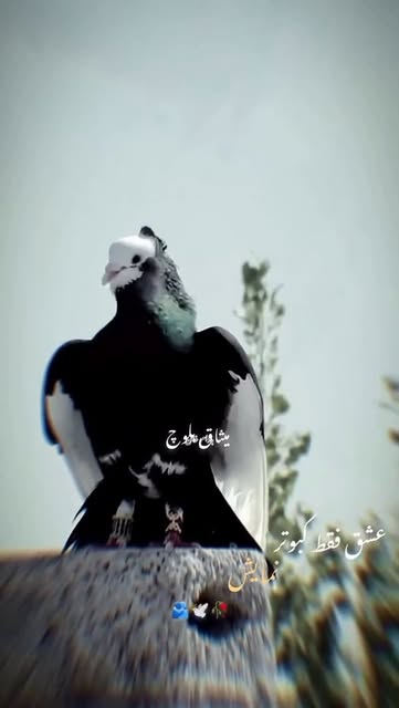 سلامتی همه عشقبازه🕊️❤️🌹#کبوترکاشان #کبوتربازان #pigoen #کب