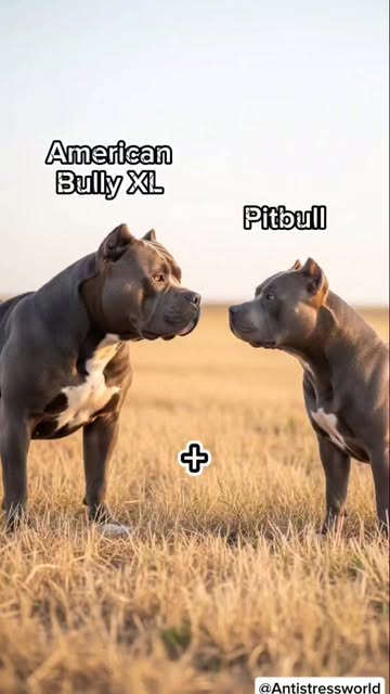 American Bully XL and Pitbull - Hybrid #AmericanBully #Pitbu